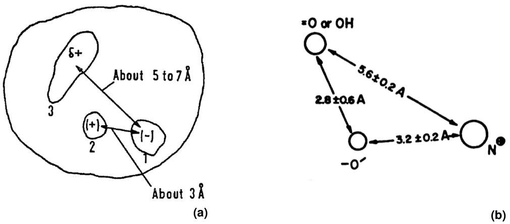 Figure 12. First published pharmacophores. Beckett&rsquo;s model (a) from 1963 defines approximate distances between Zone 1 (anionic cavity), Zone 2 (positively charged), and Zone 3. Kier&rsquo;s model (b) proposes calculated distances between three key atoms common to acetylcholine, muscarine, and muscarone [63,64].