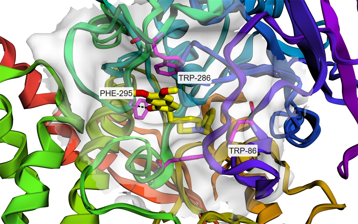 Donepezil bound in the acetylcholinesterase gorge (PDB 4EY7) with a hydrogen bond to Phe295
