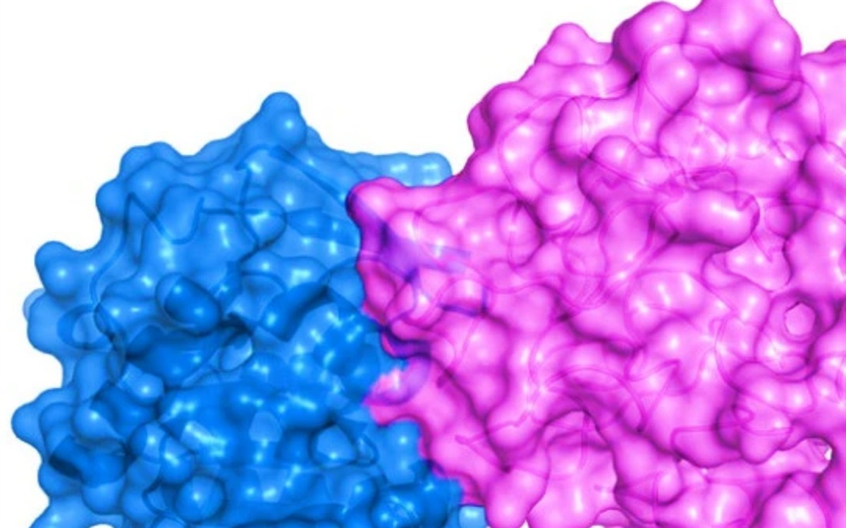 Protein–protein docking complex shown as molecular surfaces